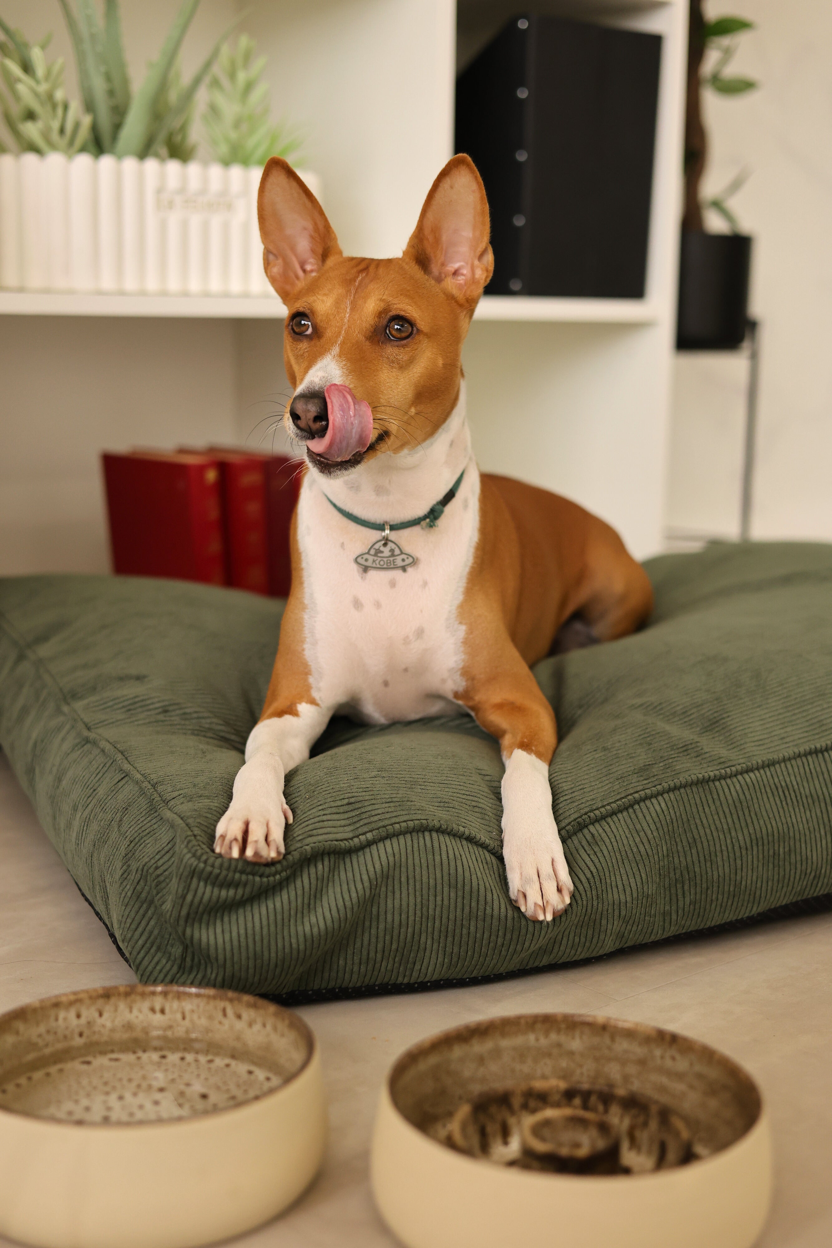 🐶 Why Your Dog Needs a Slow Feeder Bowl – And How It Can Improve Their Health