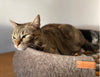 Simona pet bed