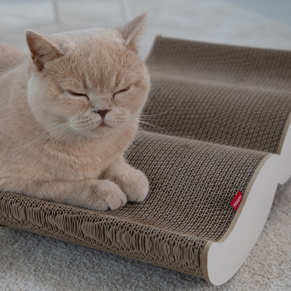 Unique moustache scratcher for kitten nail care
