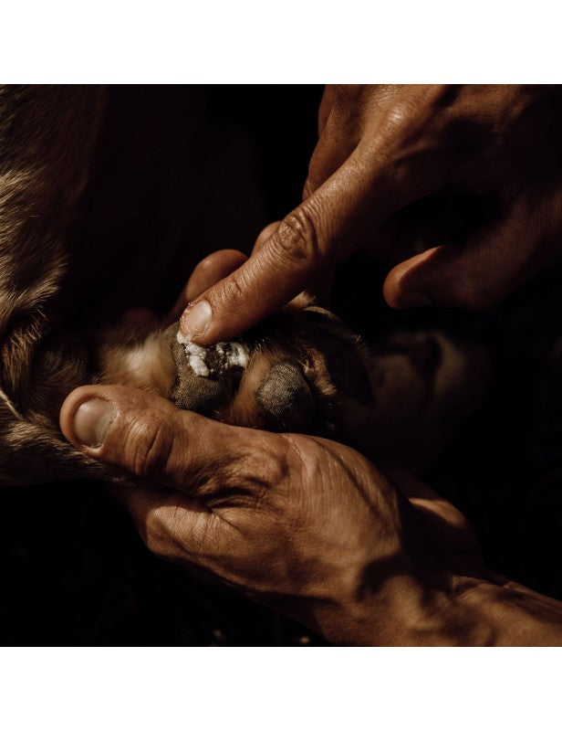 Paw balm for frostbite and winter paw protection