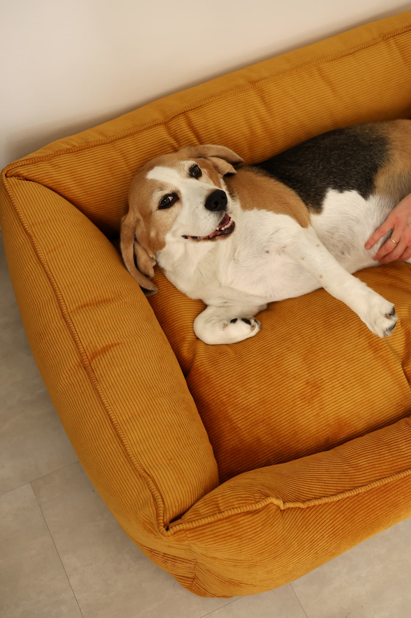 dog couch bed
