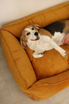 dog couch bed