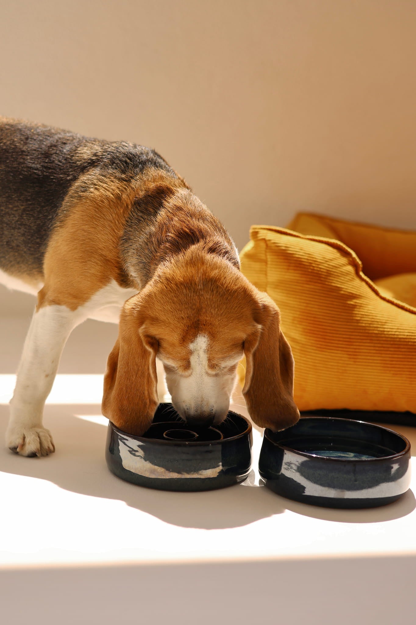Dog bowls set made from ceramic