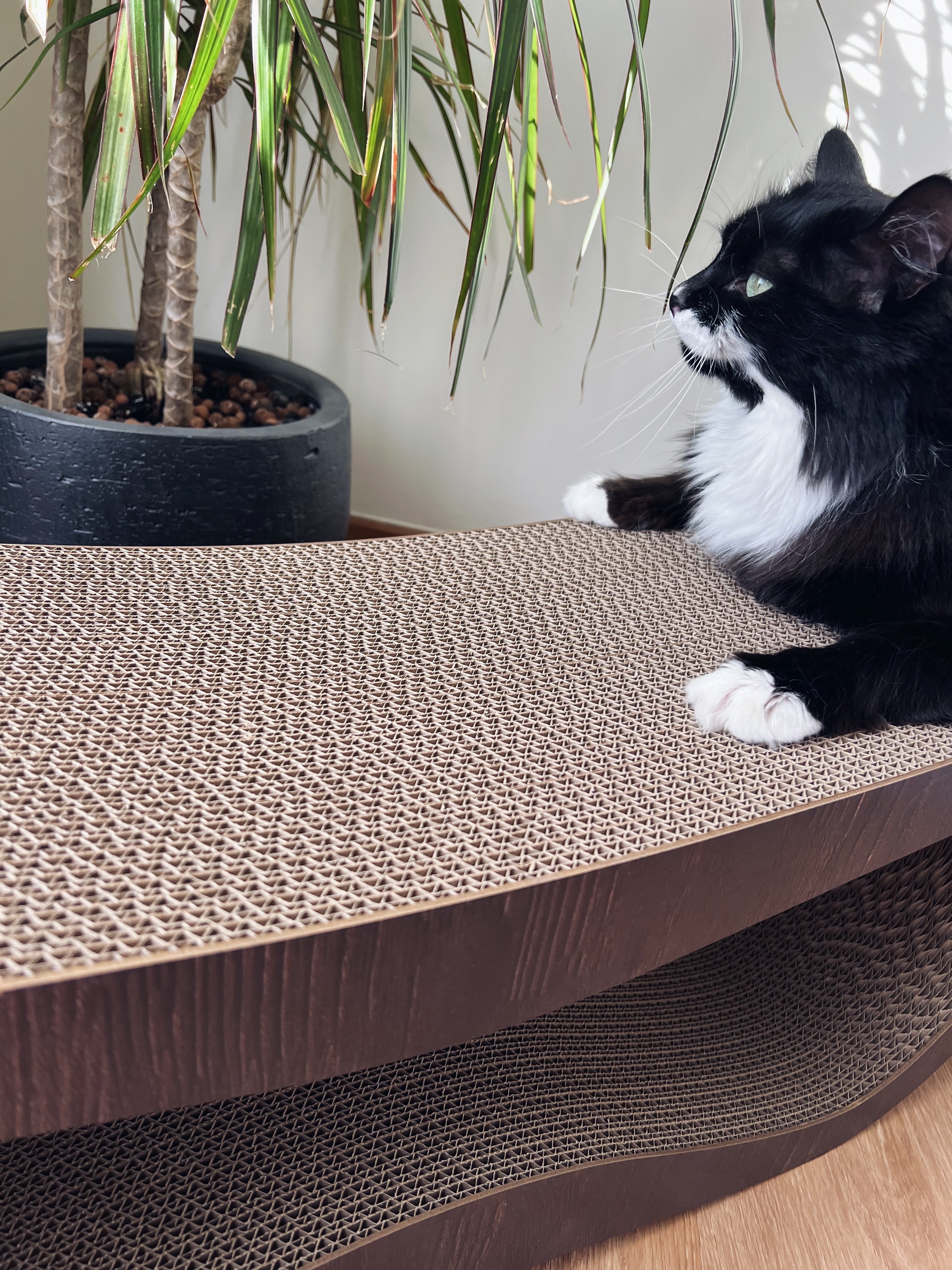 Large cat scratcher with room for sitting and leaning

