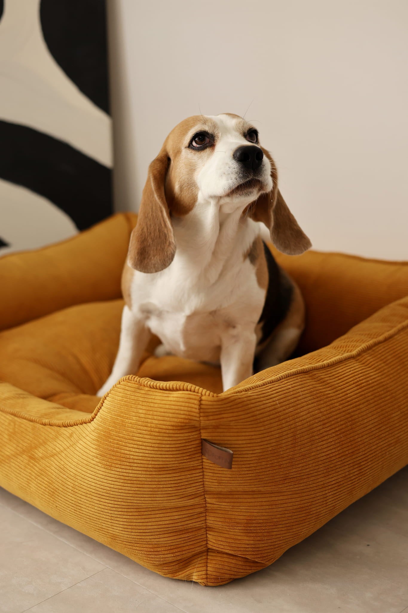 couch-style dog bed
