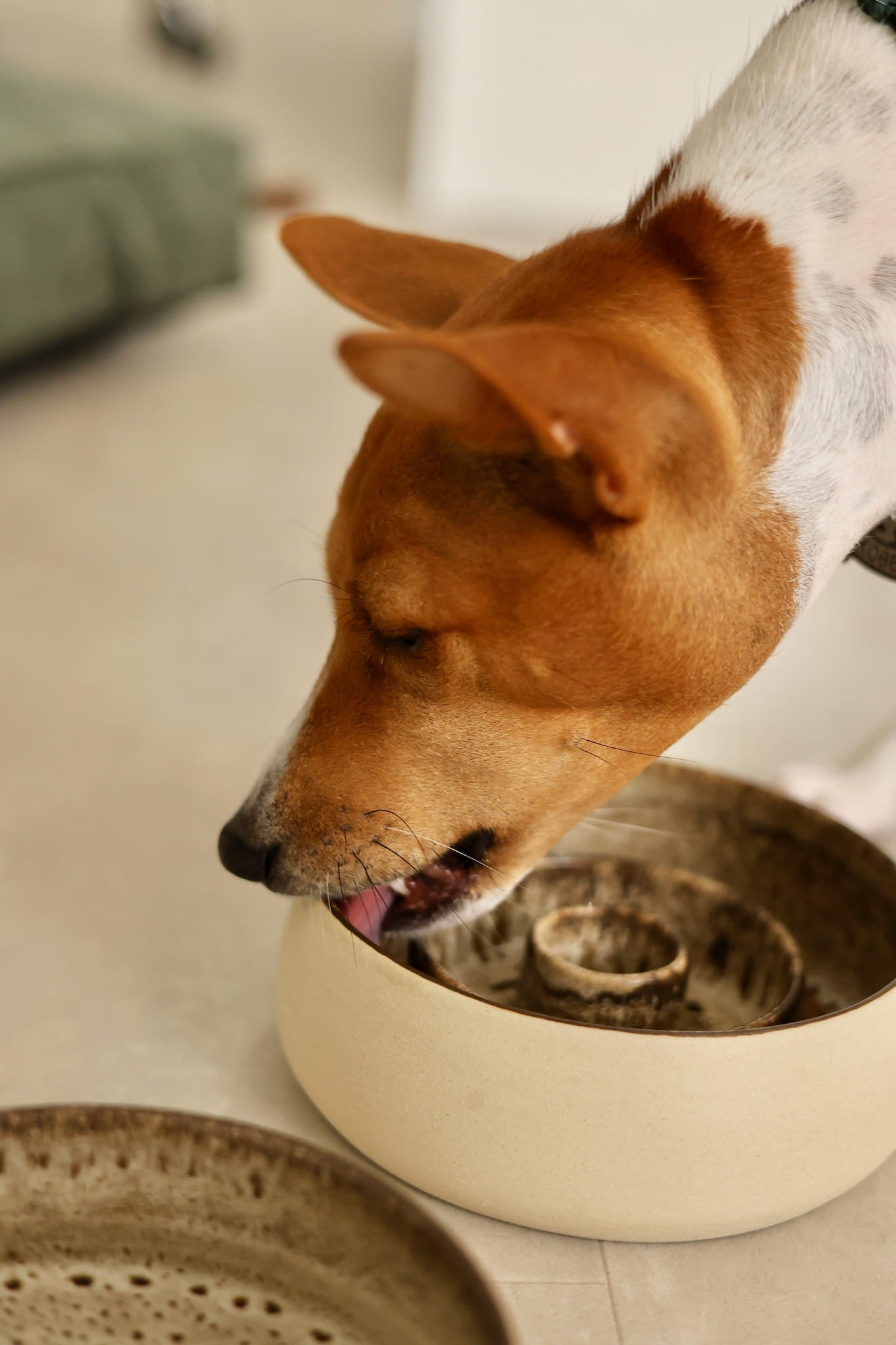 Dog is eating from stylish dog bowl