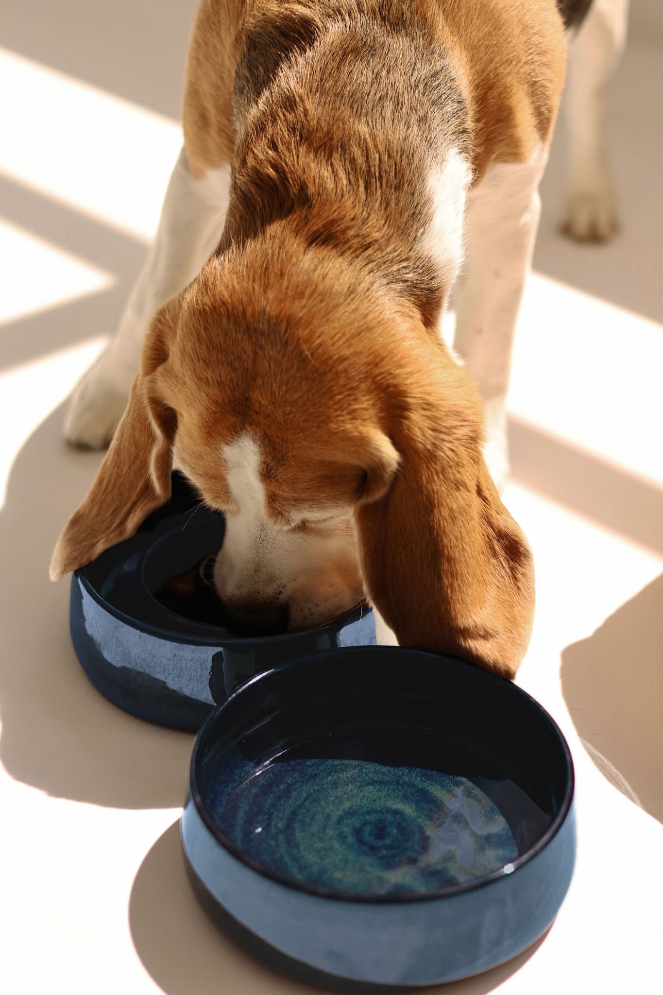 dog eating from ceramic bowls