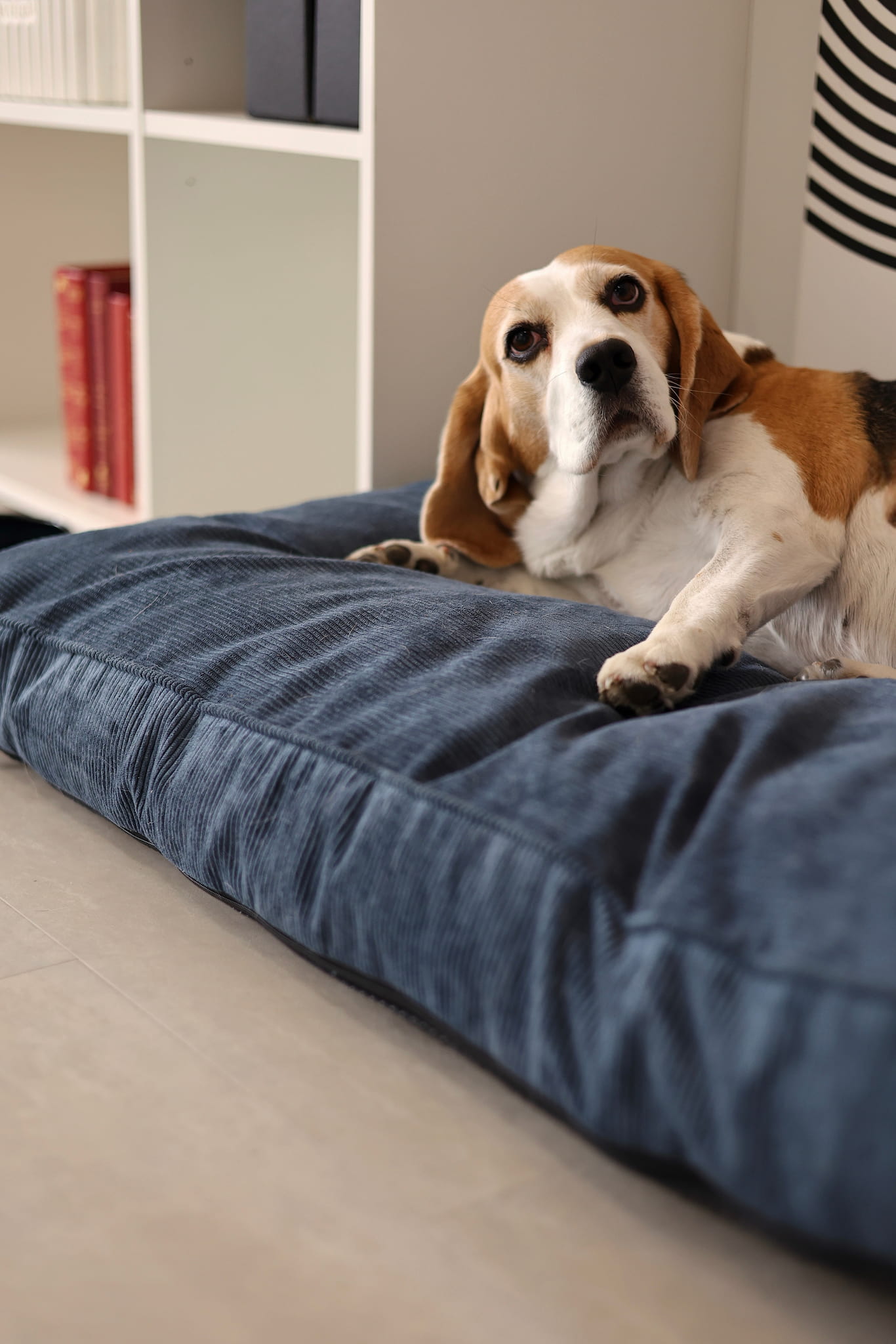 Stylish dog mattresses in colorful design by FOFFINY