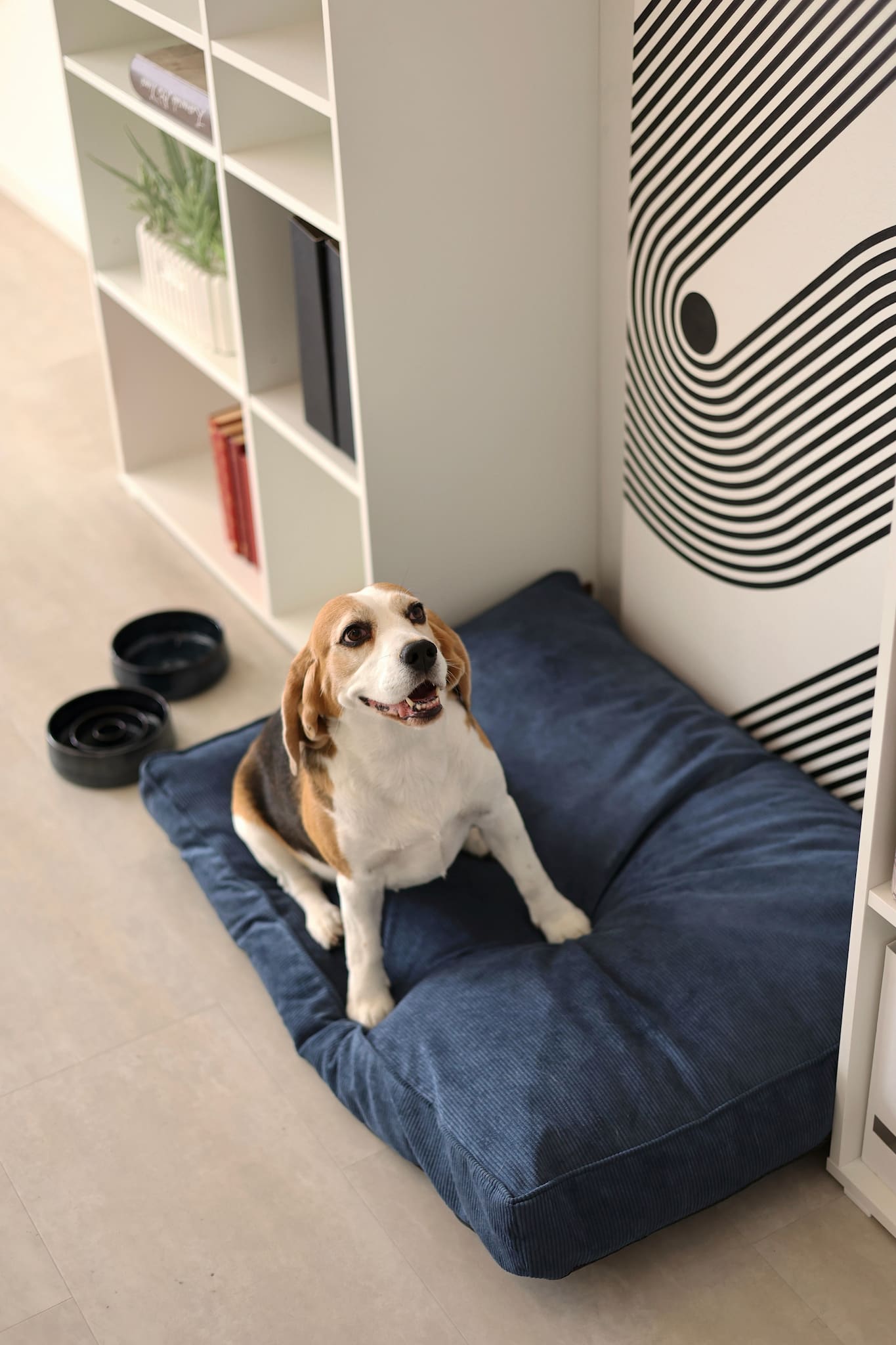 Dog sitting on a blue pet bed in a room with a bookshelf and decorative wall.
