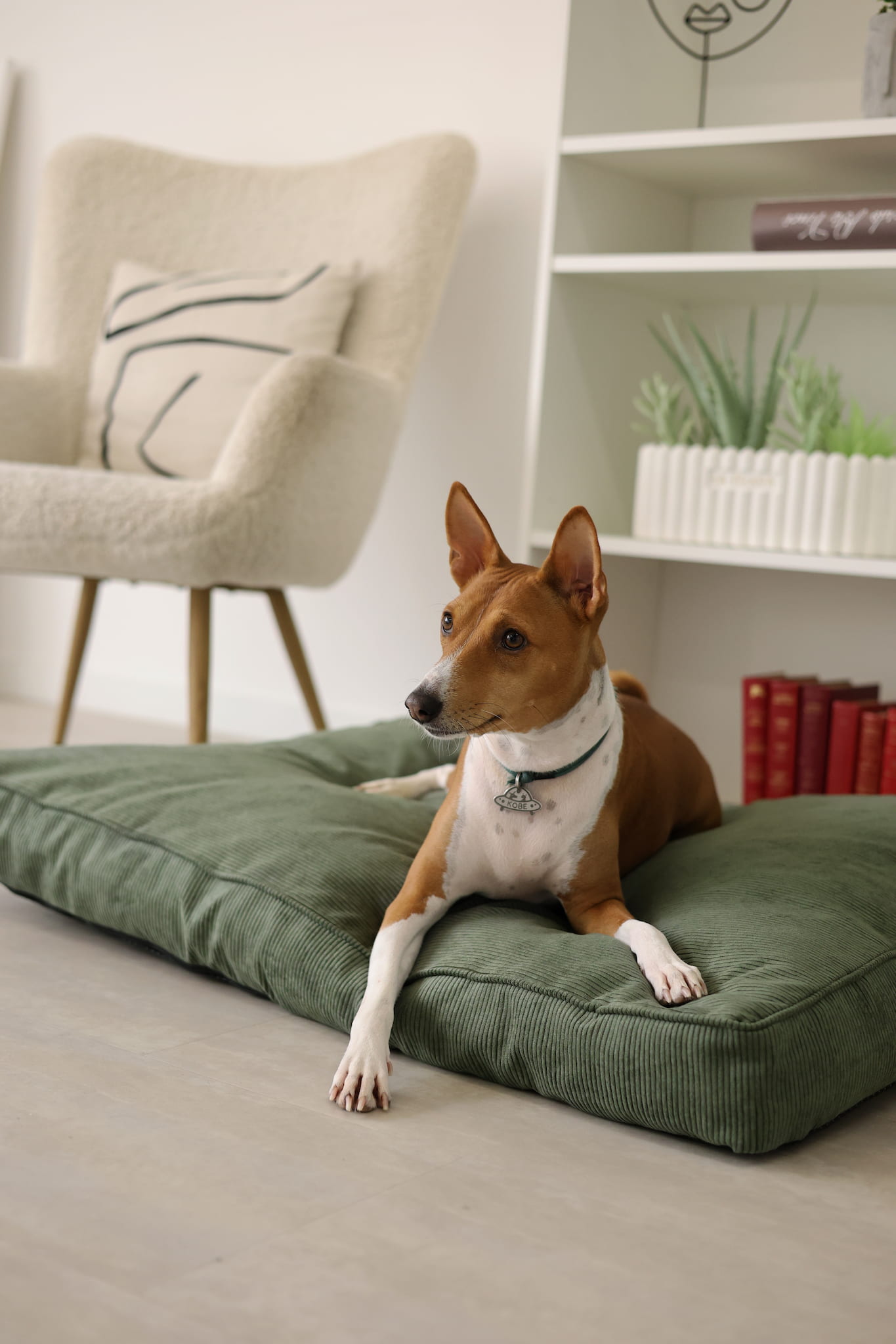 Dog sitting on a green pet bed in a cozy living room.