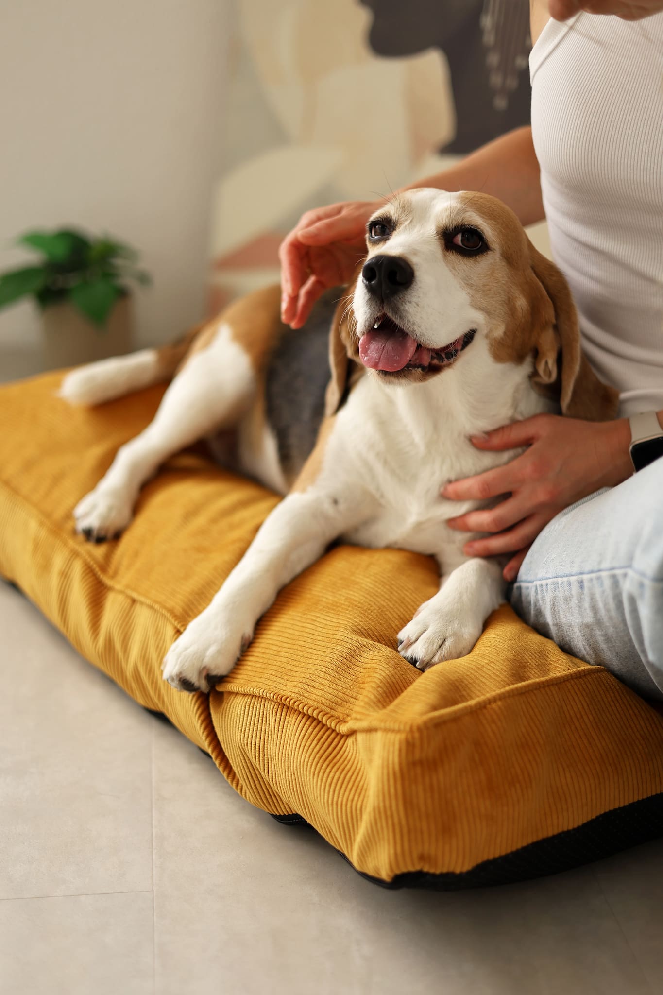 Dog lying on a stylish yellow pet bed with a person petting it indoors.