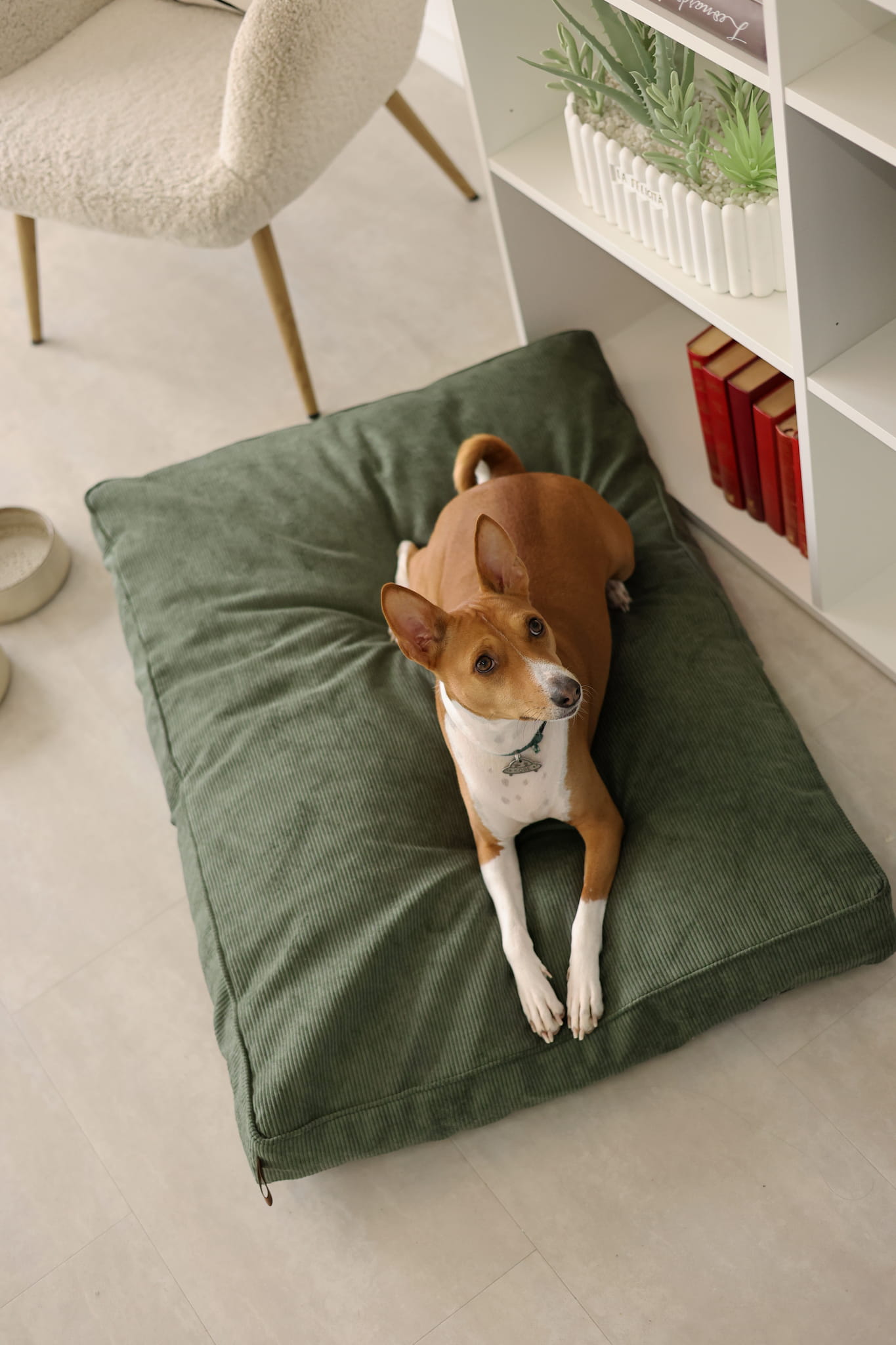 Dog lying on a green dog cushion in a room with a bookshelf and chair.