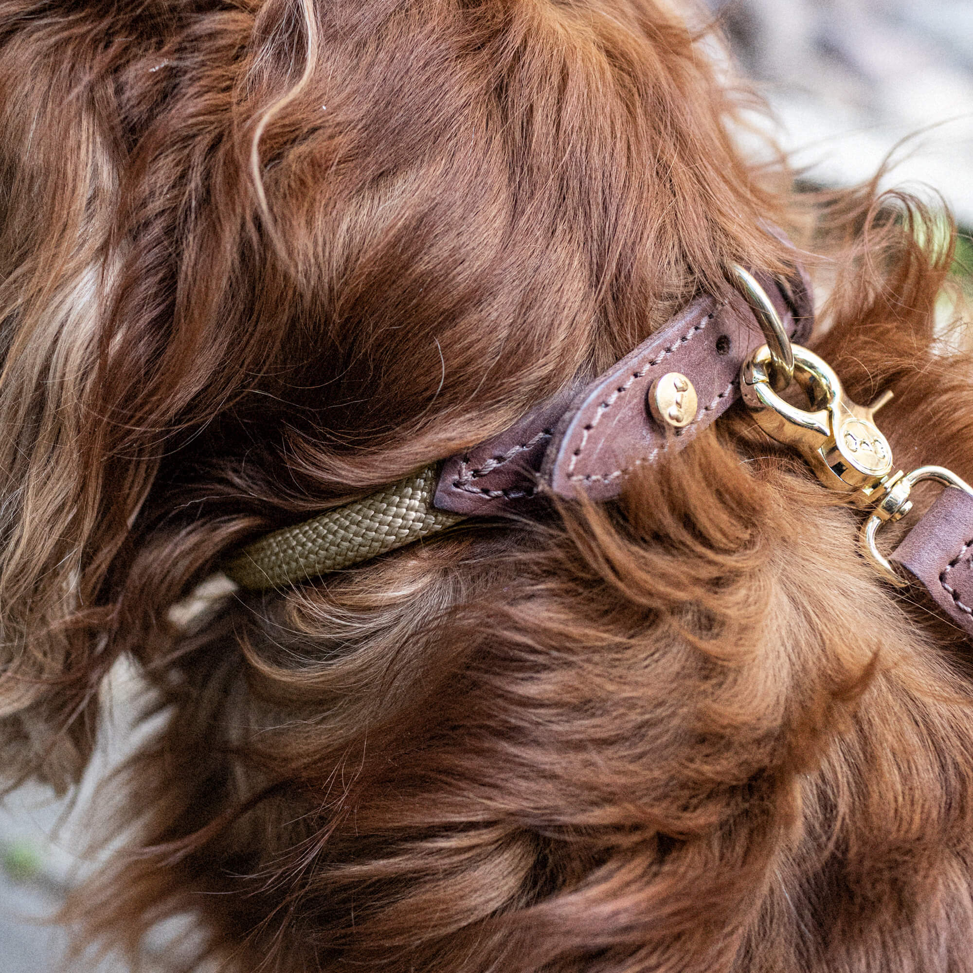 Dog Collar Torekov Golden Sand