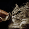 Cornflower-infused lotion for daily pet hygiene