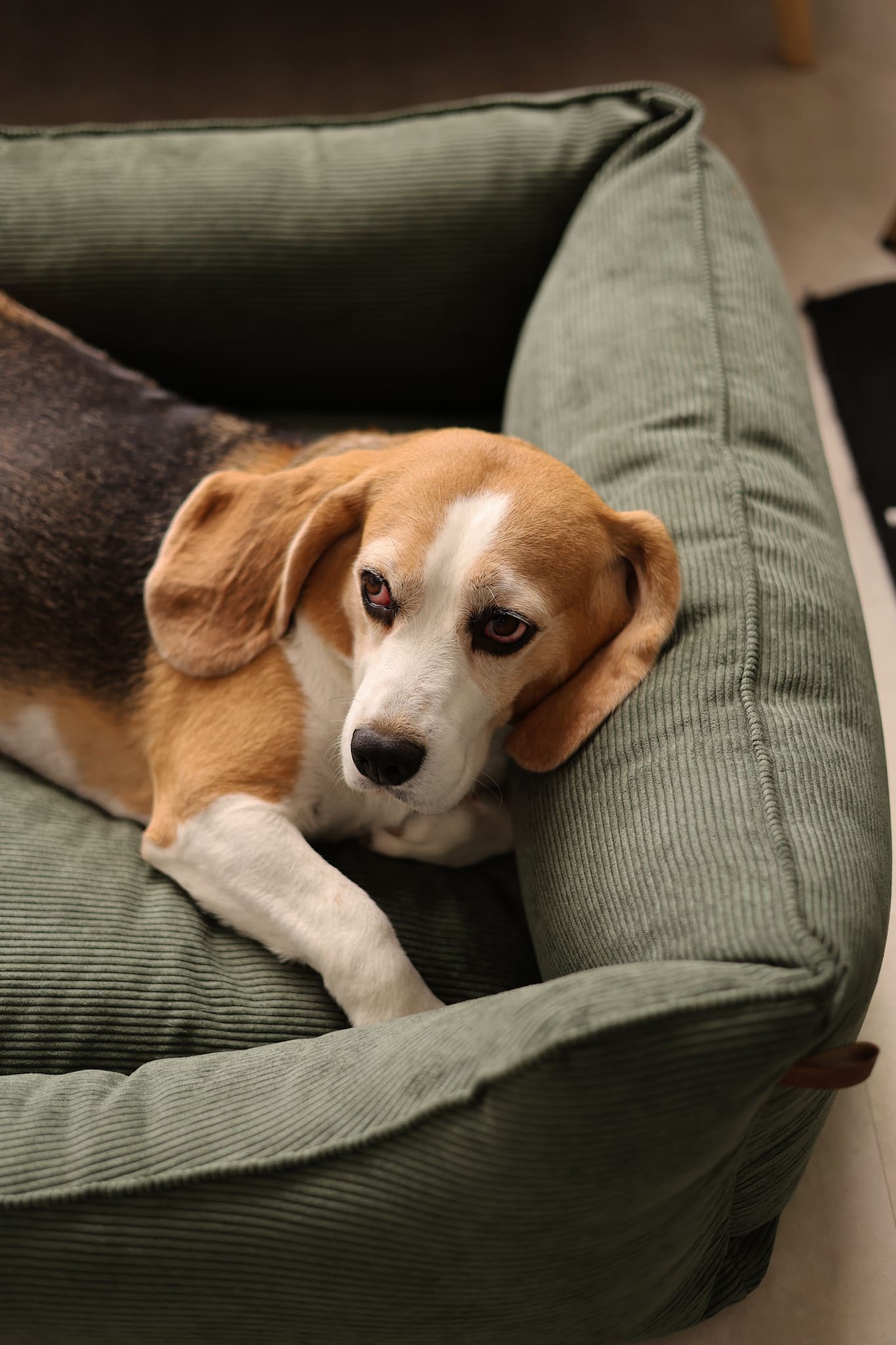 Close-up of reinforced seams and piping on corduroy dog bed